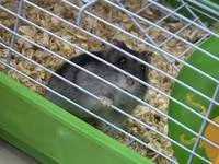Hamster və tam avadanlıqlı qəfəs dəsti Məhsulun tərkibi: - Kiçik — foto 1