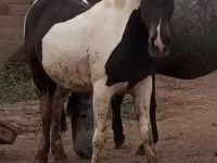 Kısrak, Atlar — foto 5