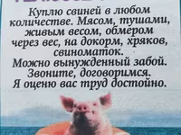 Babi betina, Pigs — foto 2