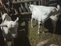 母山羊, Goats — 照片 1