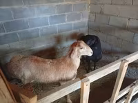 Kambing jantan, Sheep — foto 2