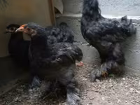 براهما — عکس 3