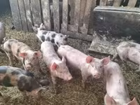 Pigs (batch, sex not specified), Pigs — photo 3