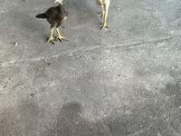 Chickens — عکس 5