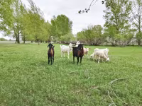 Κατσίκα, Saanen goat — φωτογραφία 5