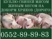 Babi betina, Pigs — foto 6