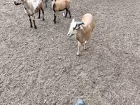 公羊, Cameroon sheep — 照片 4