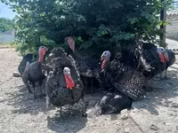 Turkeys — புகைப்படம் 2
