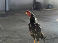 Chickens — ছবি 1