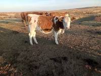 Αγελάδα, Simmental cattle — φωτογραφία 2