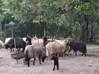 Овца, Racka sheep — снимка 3