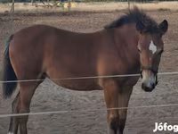 Klisna, Haflinger — foto 6