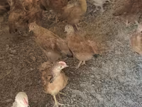 Chickens — புகைப்படம் 7