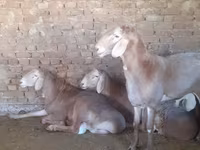 Berbec, Arashan sheep — foto 2