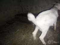 بز ماده, بز — عکس 4