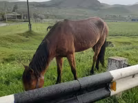 公马, Horses — 照片 4