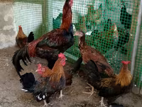 Bantam japonez — foto 3