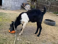 بز نر, Nubian Goat — عکس 1