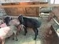 แกะตัวผู้, Rhon sheep — รูปภาพ 8