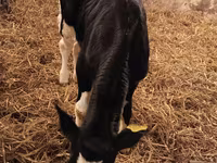 گاو نر, Russian Black pied cattle — عکس 5