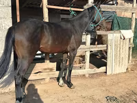 ঘোড়া, Thoroughbred horse — ছবি 3