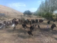 Turkeys — fotografija 5
