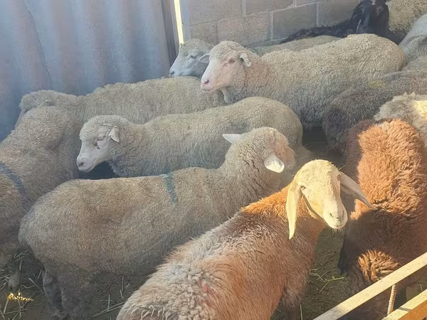 Biri-biri betina, Sheep