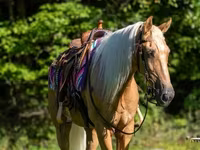 雄馬, Palomino — 写真 5