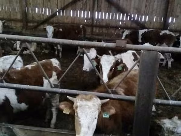 Simmental cattle