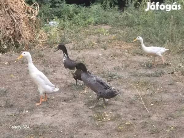 Indian Runner