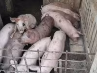 หมูป่าตัวผู้, หมู — รูปภาพ 1