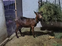 Koza, Murcia-Granada goats — foto 1