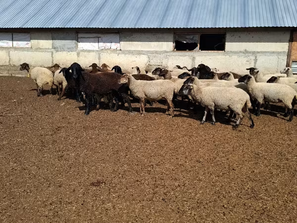میش, White Suffolk sheep