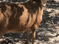 Oveja, Hissar sheep — foto 1