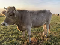 گاو ماده, Swiss cattle — عکس 2