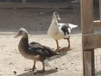 Turkeys — foto 7
