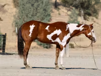 ცხენი, American paint horse — ფოტო 8