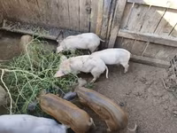 Donuzlar (partiya, cinsi göstərilməyib) — foto 1