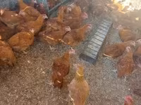 Chickens — الصورة 5