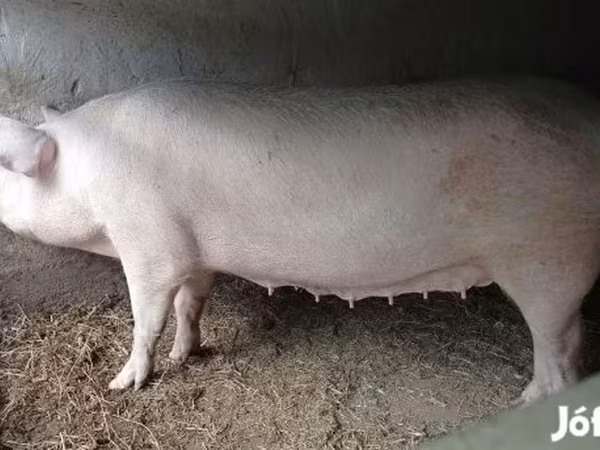 مادہ سؤر, Крупная белая