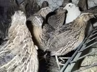 Quails — 写真 2