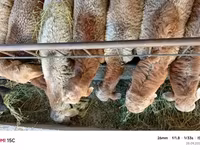 የጎትት አውራ በግ, Rhon sheep — ፎቶ 2