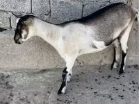 بز ماده, Alpine goat — عکس 1
