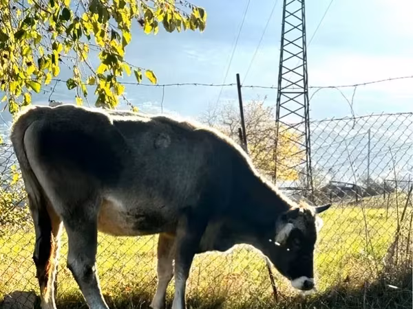 Bik, Говеда