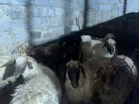 Kambing jantan, Sheep — foto 2