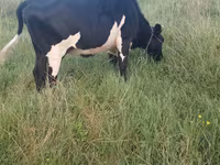 Lembu betina, Russian Black pied cattle — foto 4