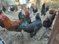 मराँस — फ़ोटो 4