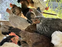 Chickens — foto 4