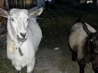 بز نر, بز — عکس 6
