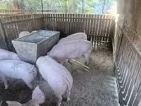 Sow, Pigs — photo 3